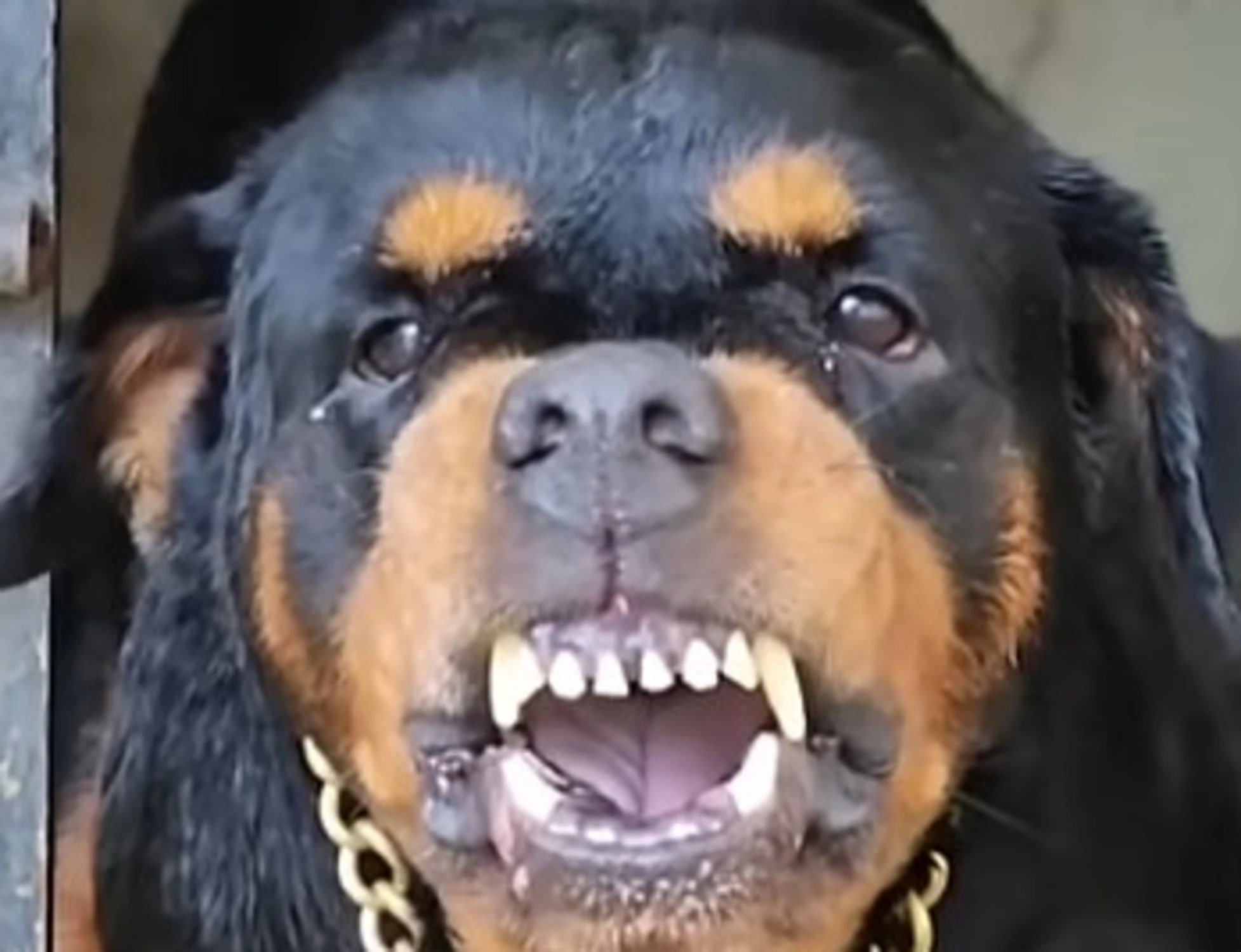 Rottweiler sbrana 50enne: in che condizioni l'ha ridotta