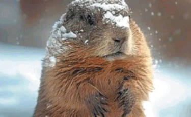 Livigno sfratta le marmotte: "Danni alle piste"