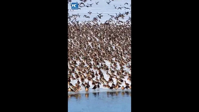 Cina, lo spettacolo degli uccelli migratori che tornano con la primavera