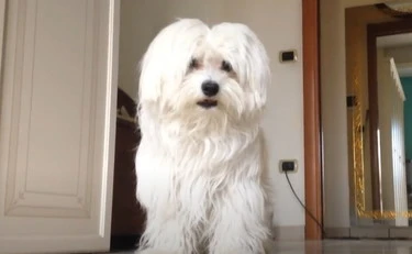 Napoli, "vuoi rivedere il cane, dammi i soldi": 16enne in manette