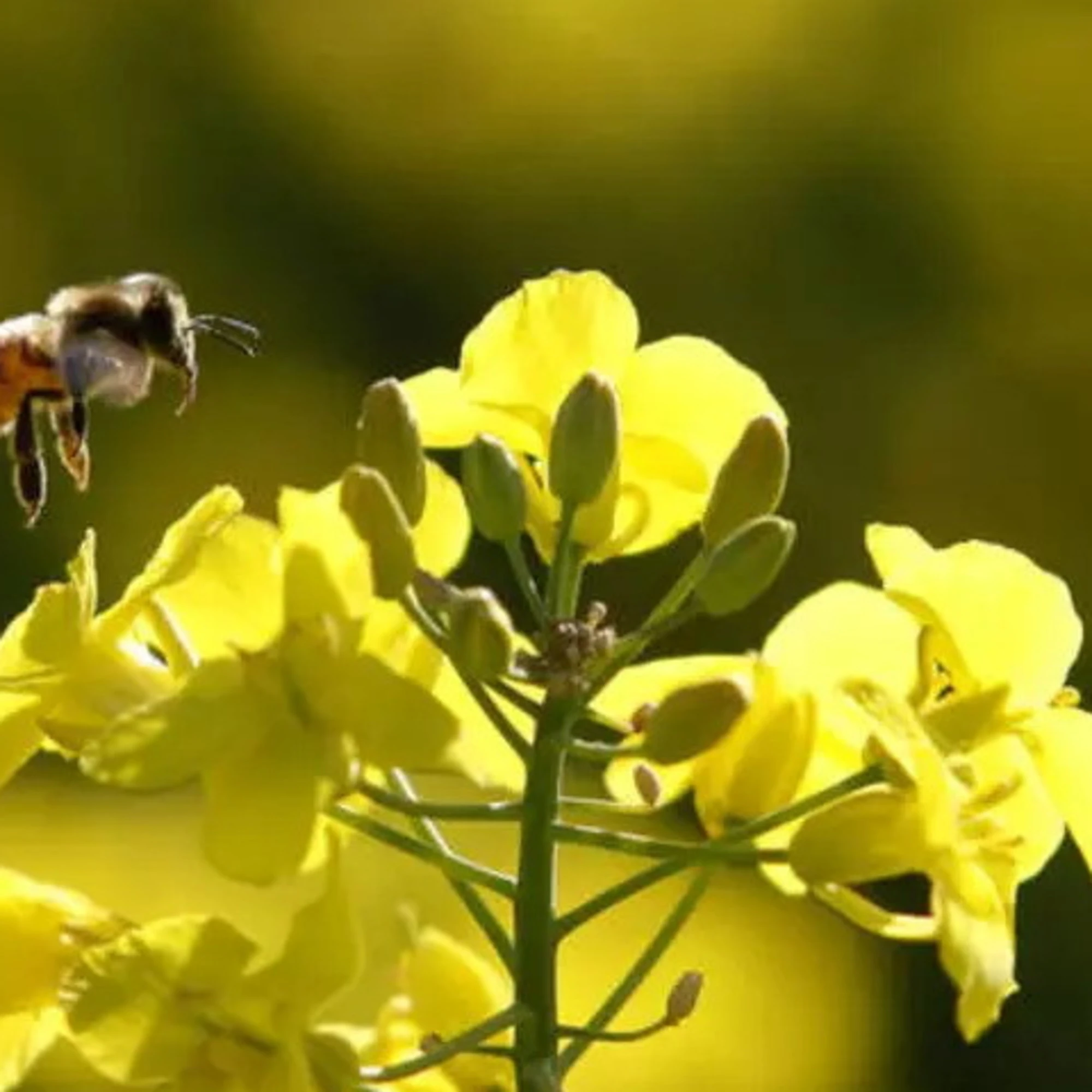 A lezione da insetti e piccoli animali