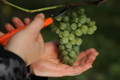 Lavoro a termine in agricoltura