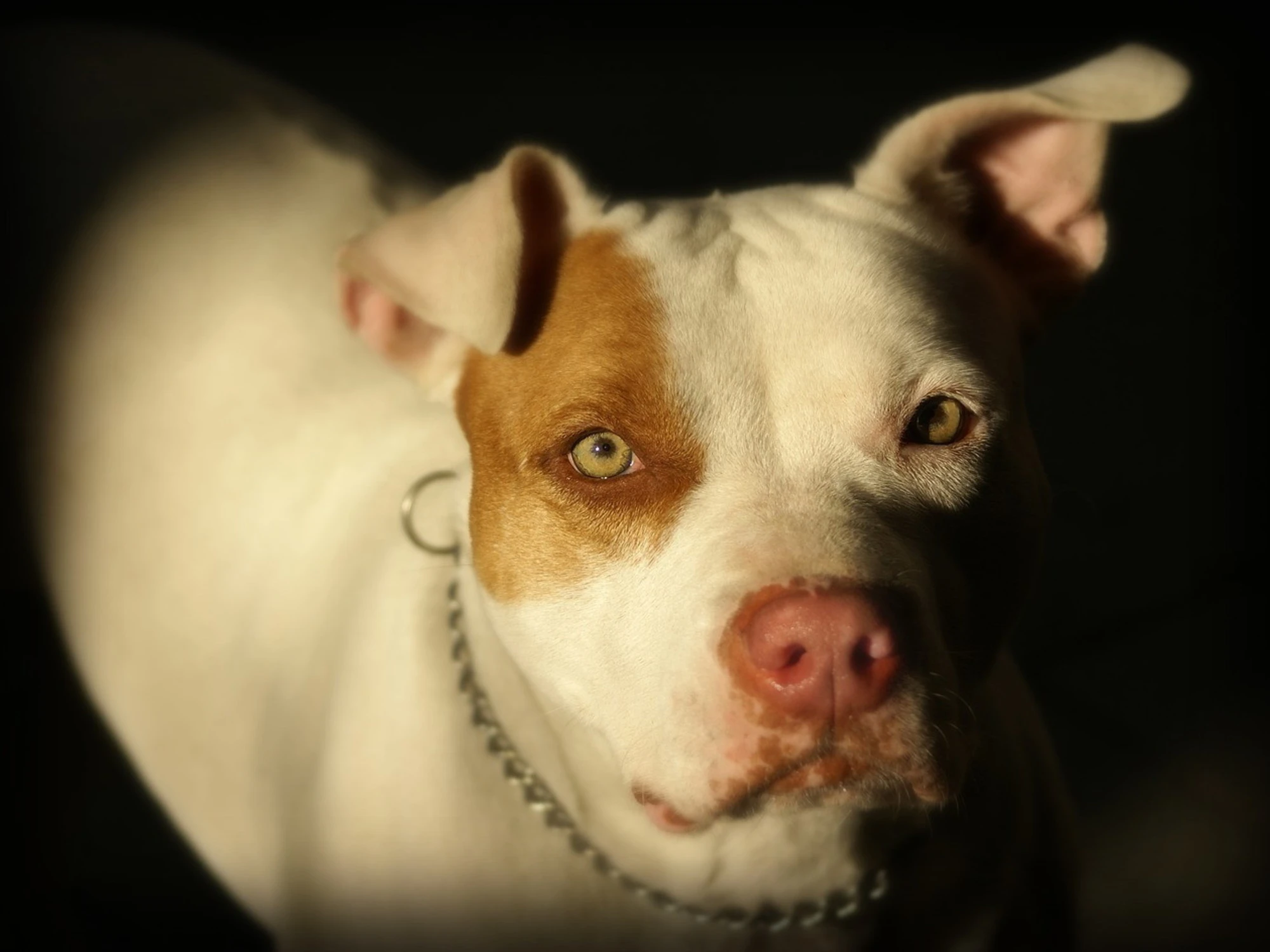 Pistoia, pitbull sbrana bimba di 2 anni: dettagli atroci