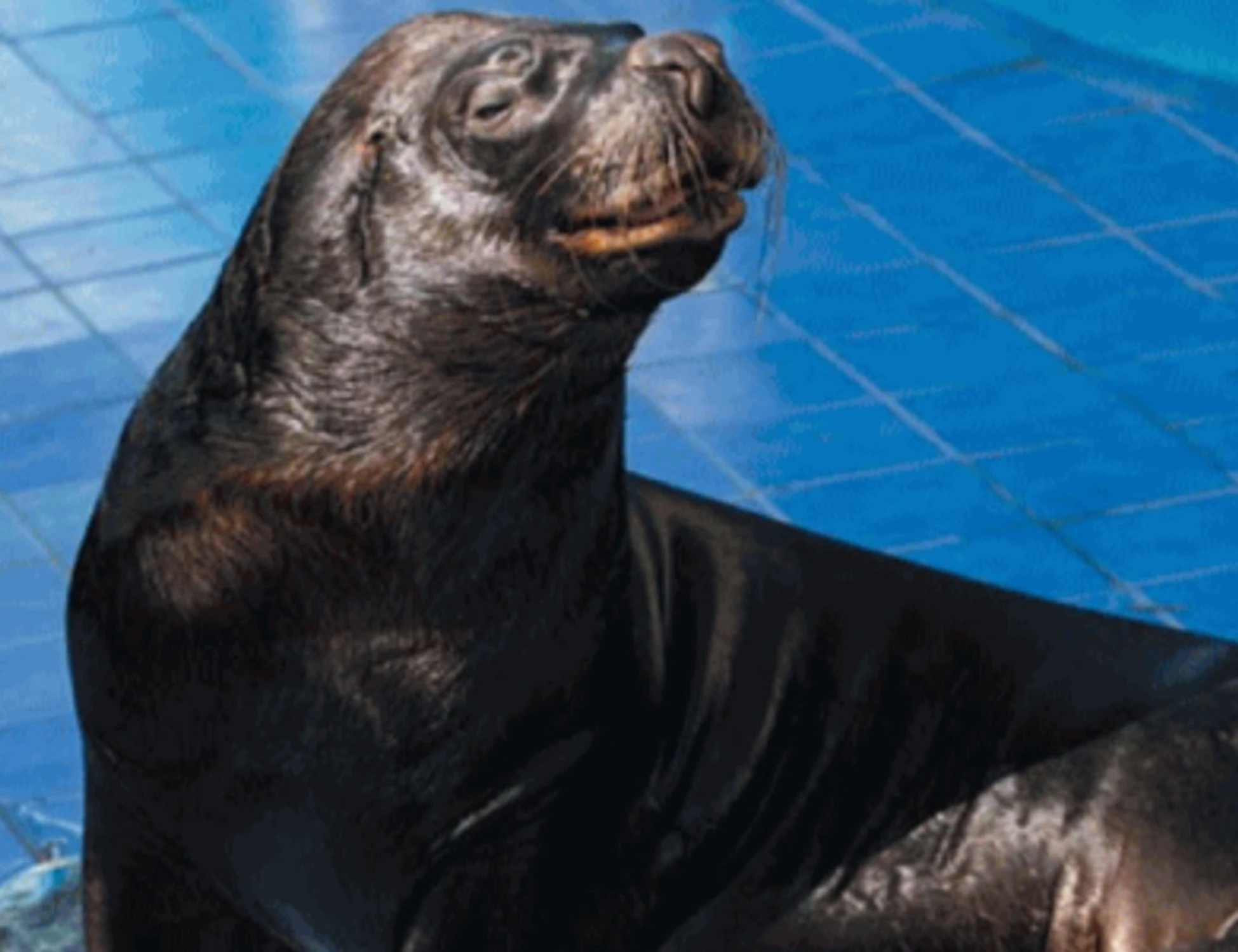Saylor, il leone marino massacrato torna a camminare