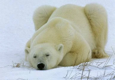 Alaska, allarme orsi polari