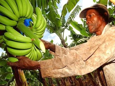 Dalle banane ai fiori, il commercio equo al Salone del Gusto e Terra Madre