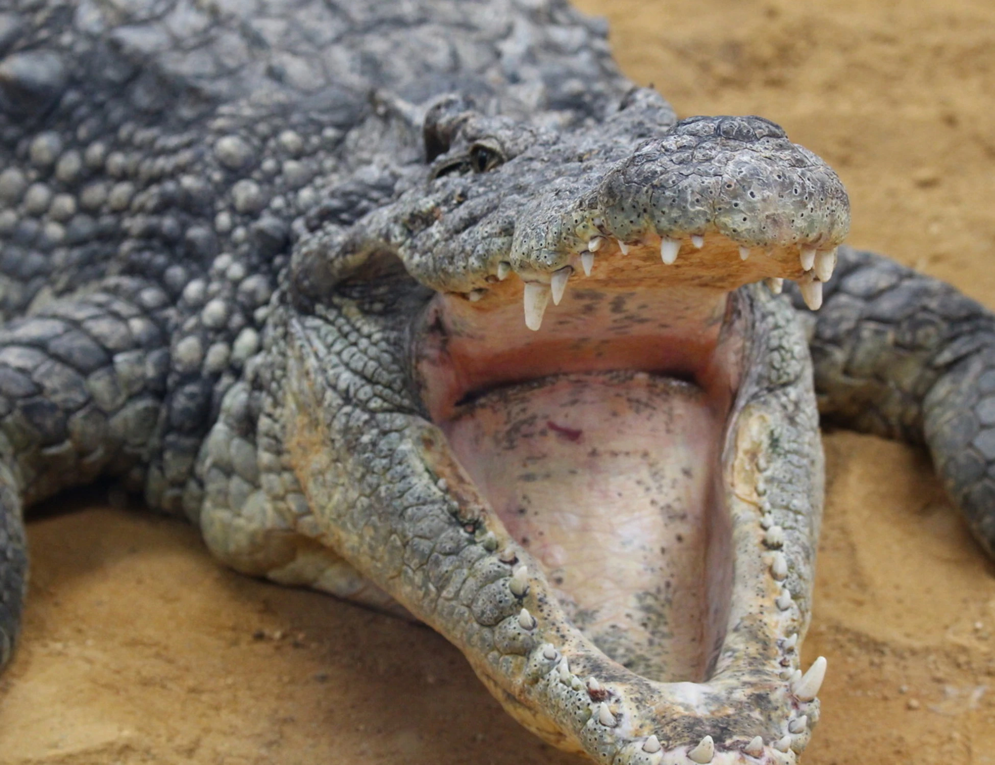 Inghilterra, lancia un bimbo di 3 anni nel recinto dei coccodrilli: panico allo zoo