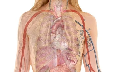 Calcoli renali, l'errore che ti condanna: la dritta dell'urologo