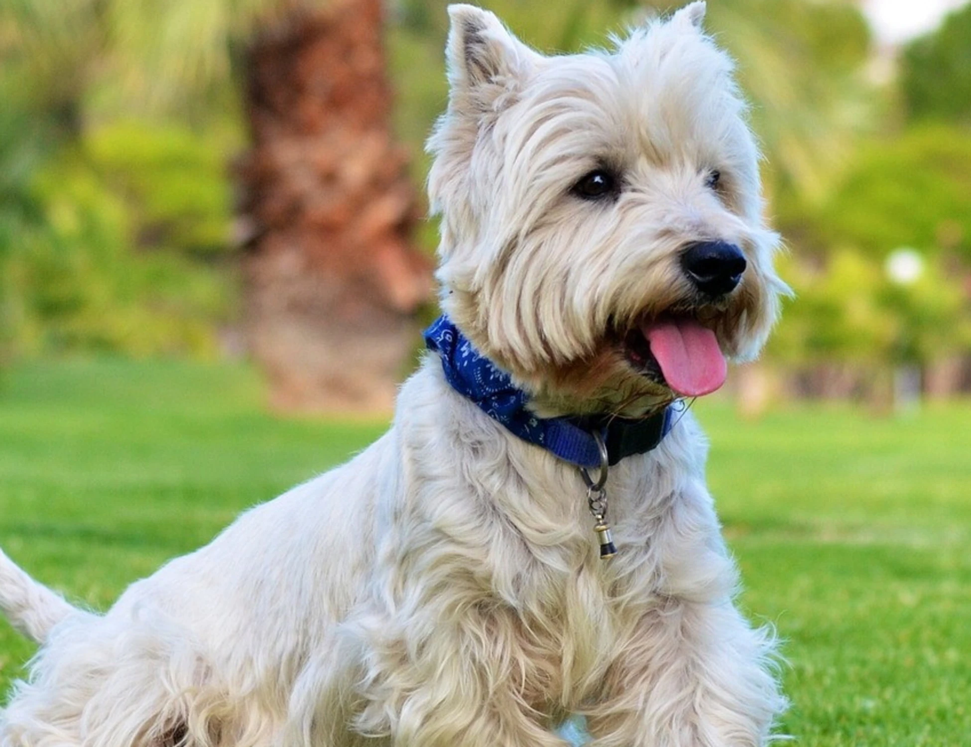 San Marino, uccideva decine di cani con topicida e chiodi