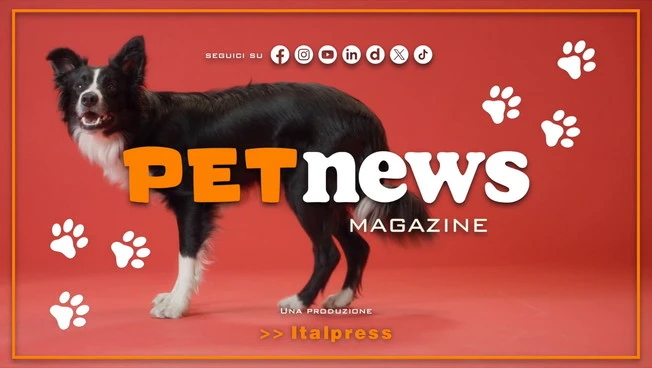 PetNews Magazine - 12/10/2026
