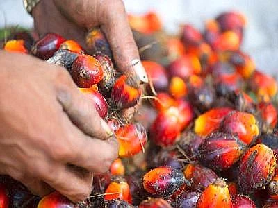 Le pagelle del Wwf a produttori e retailer mondiali dell'olio di palma