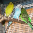 1.702 animali esotici nell'auto