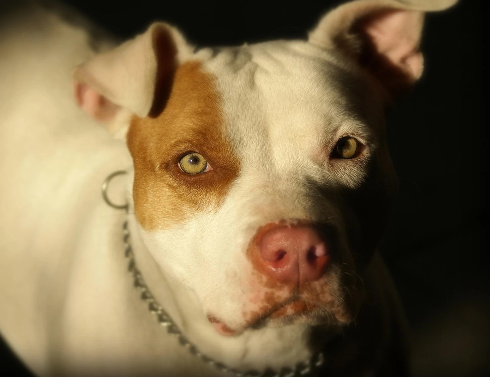 Mercatino Conca, il comune a rischio bancarotta per 9 pitbull