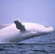 Australia, è tornato Migaloo