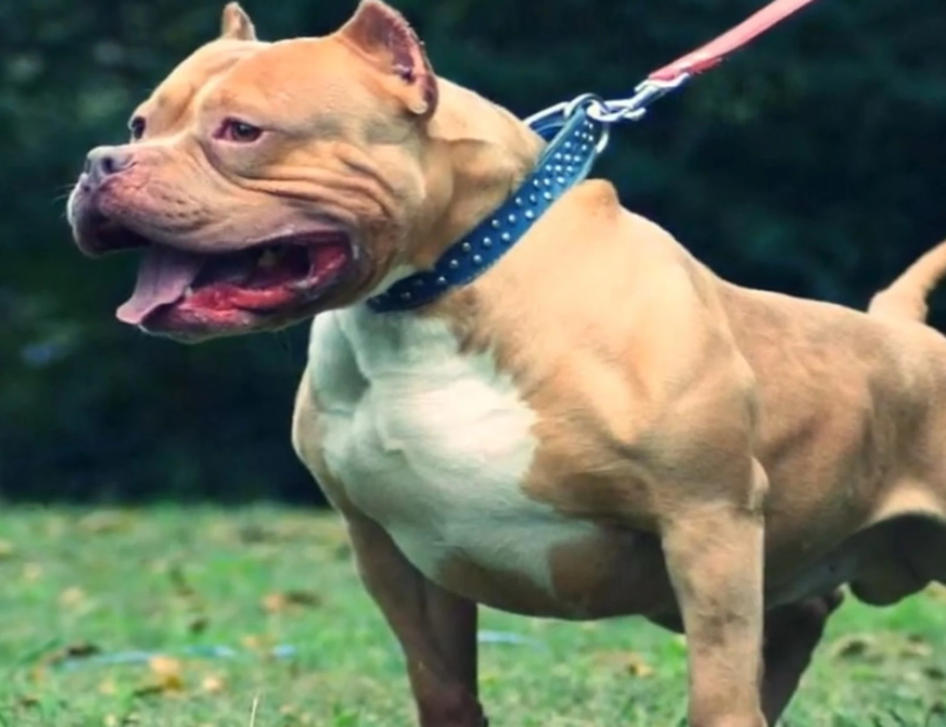 Pitbull azzanna bimbo di 13 mesi: tragedia a Scafati