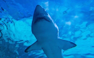 Squalo bianco, bagnino azzannato e trascinato a fondo: terrore a pochissimi metri dalla spiaggia