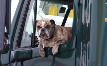 Cane spara dal camion con un fucile a pompa: colpita una donna in auto