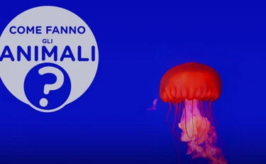 Come fanno gli animali, i misteri animaleschi sono un fenomeno tv