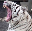 Tigre bianca sbrana inserviente