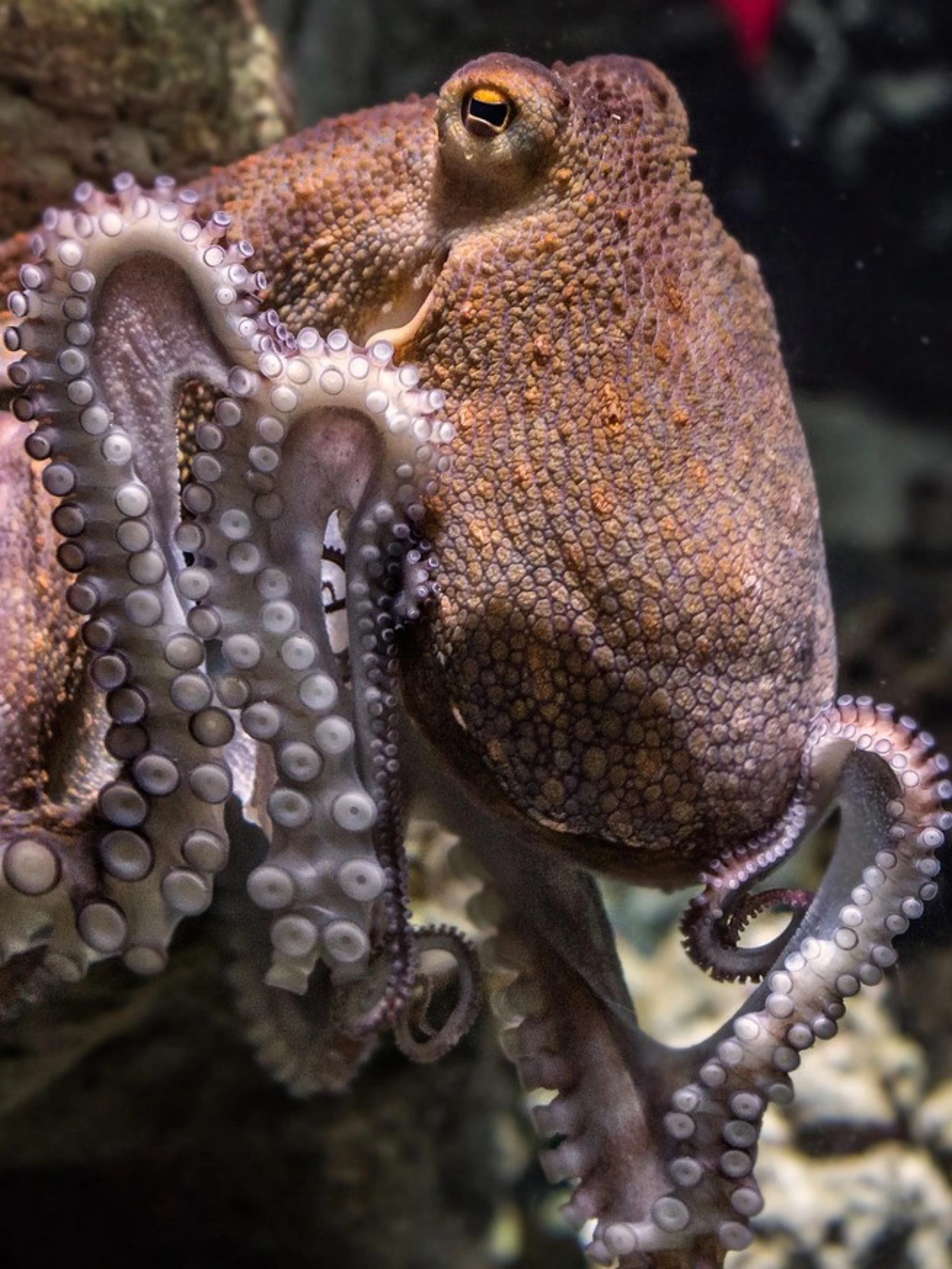 I polpi si moltiplicano E sono così intelligenti da insidiare i pescatori