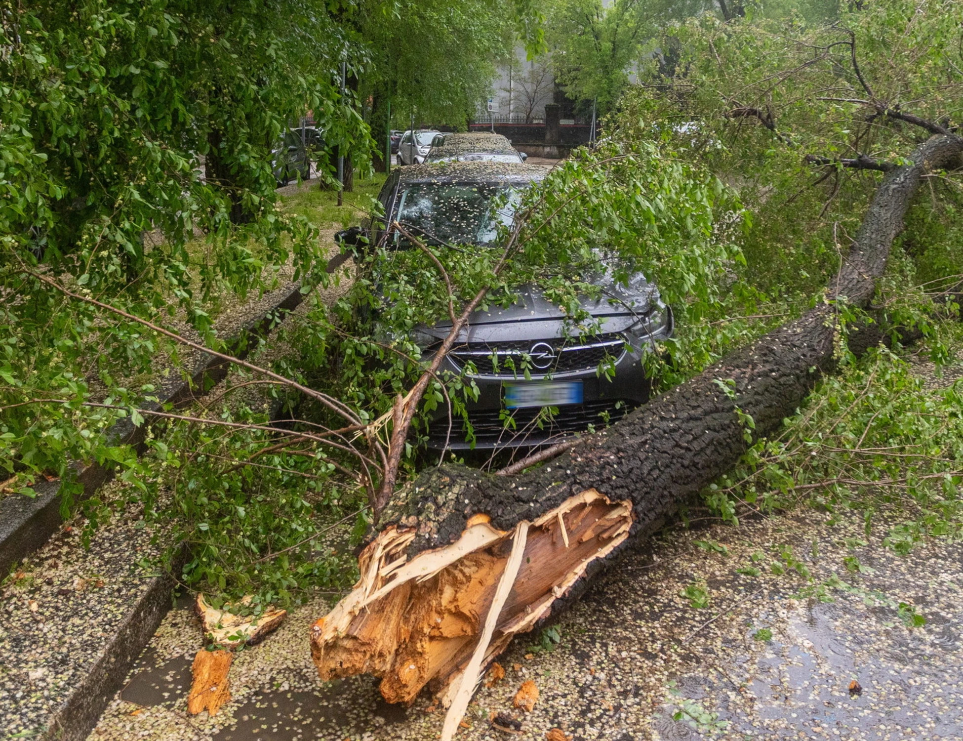 Milano, tempesta d'acqua: muore 63enne travolta da un albero