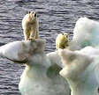 Greenpeace lancia l'allarme