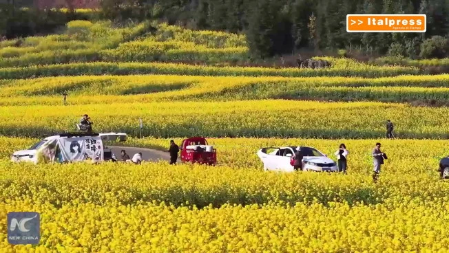 Cina, enormi distese di fiori di colza annunciano l'arrivo della primavera