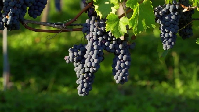 Vendemmia in anticipo, tra caldo estremo e carenza di manodopera