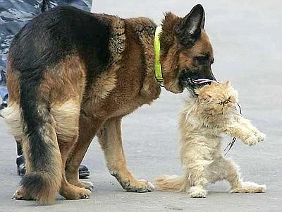 Per gli animali un importante ruolo educativo all'interno delle famiglie