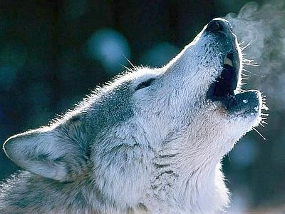 Nel Parco nazionale della Majella al via l'International Wolf Congress