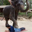 Elefante talento nei massaggi