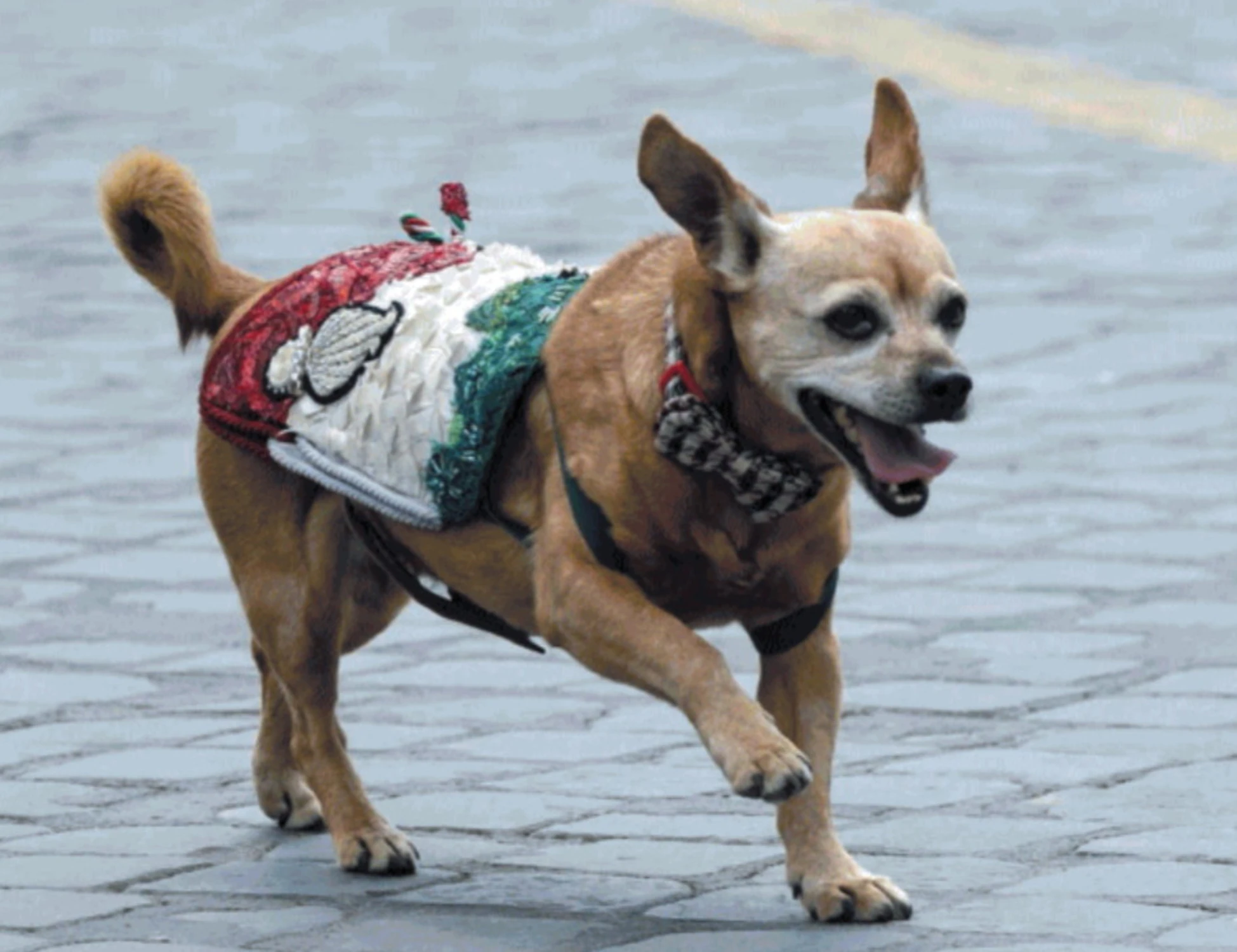 2 giugno, il cane Briciola sfila alla parata: perché commuove l'Italia