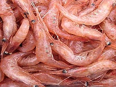 Cosa c'è dietro i gamberetti? Dagli antibiotici all'impatto ambientale