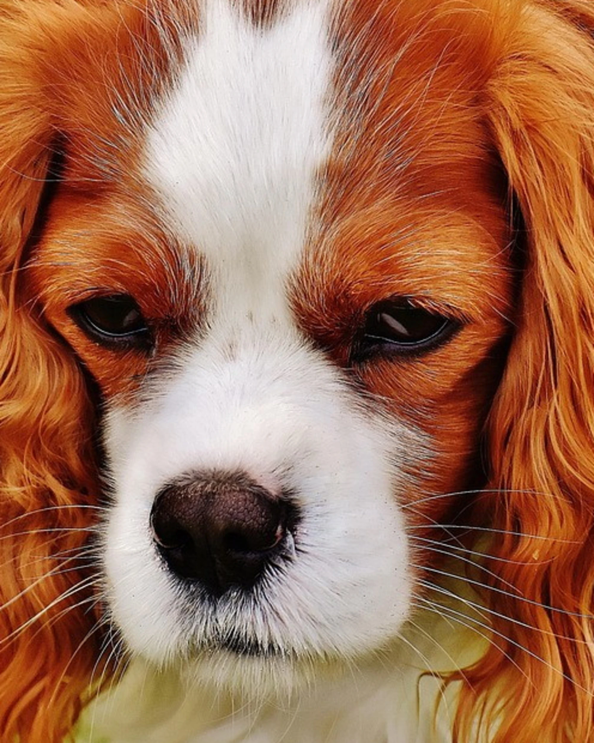 Favorire un rientro senza stress per i nostri cani