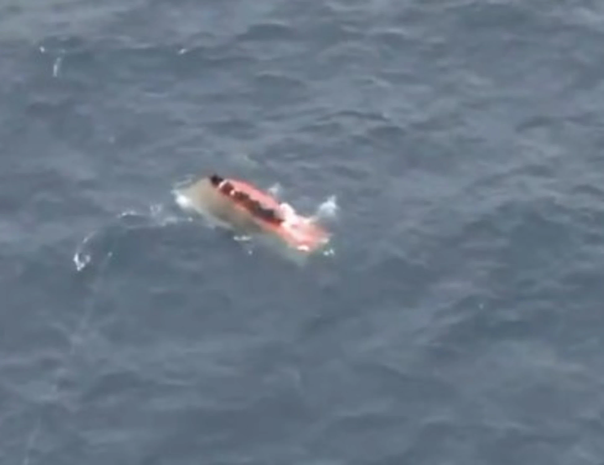 Immigrazione, strage nelle acque Sar della Libia: decine di dispersi, e le Ong attaccano