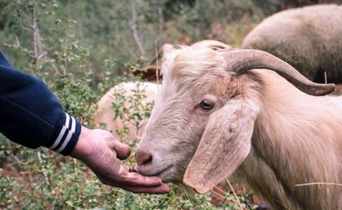 Palestrina, abusi sessuali sugli animali: chi è il 30enne denunciato