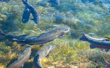 Pesce d'allevamento, cambia tutto: il ruolo degli oli essenziali