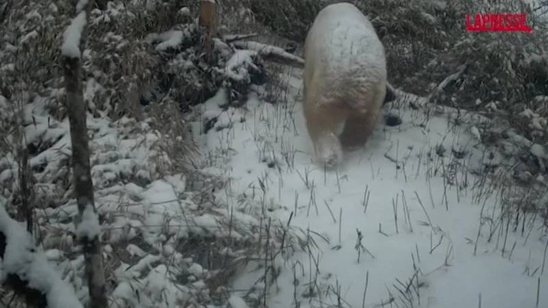 Cina, un rarissimo panda gigante bianco in un parco nella provincia del Sichuan