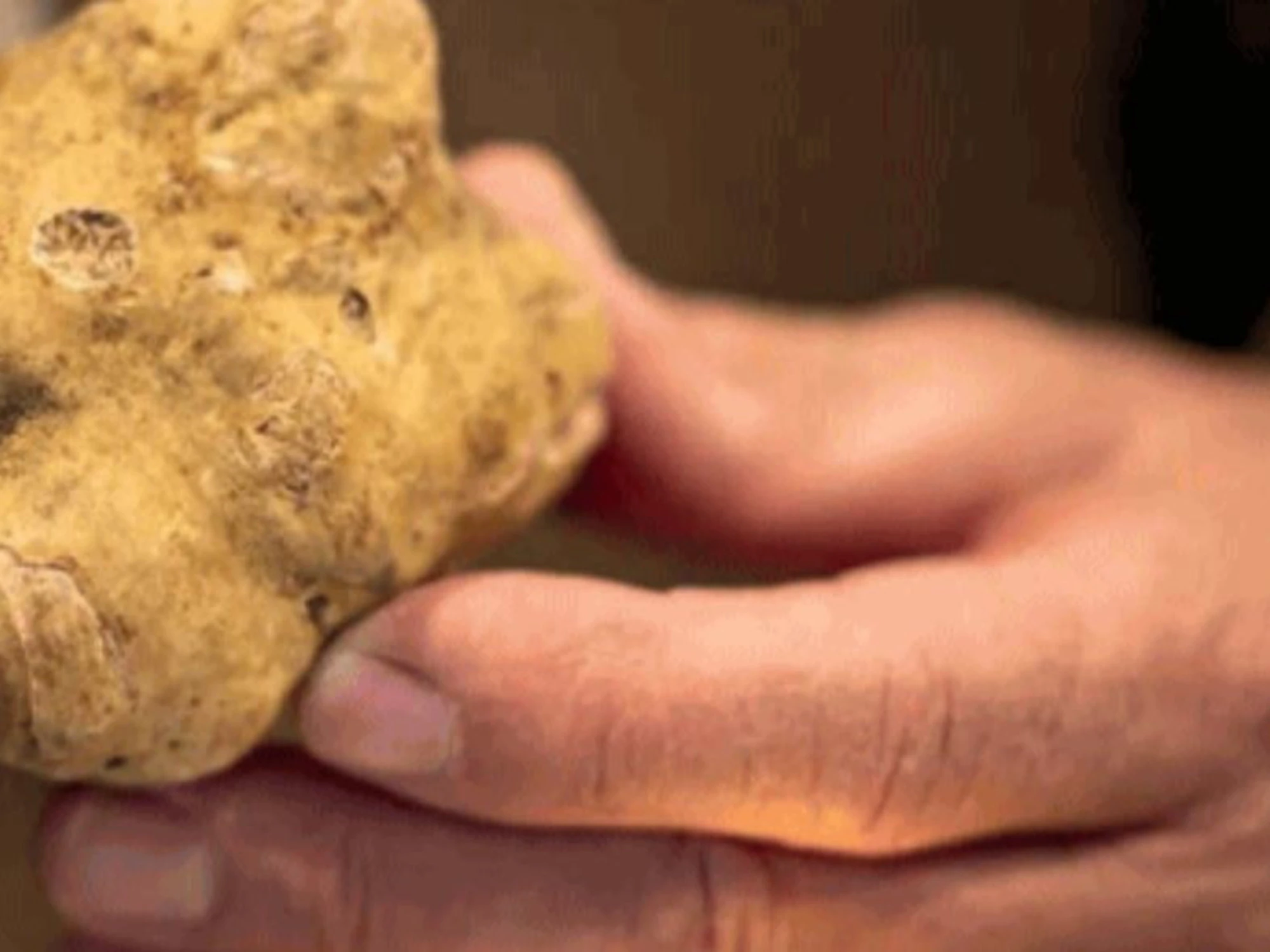 Bianchi, neri e uncinati: arrivano i tartufi