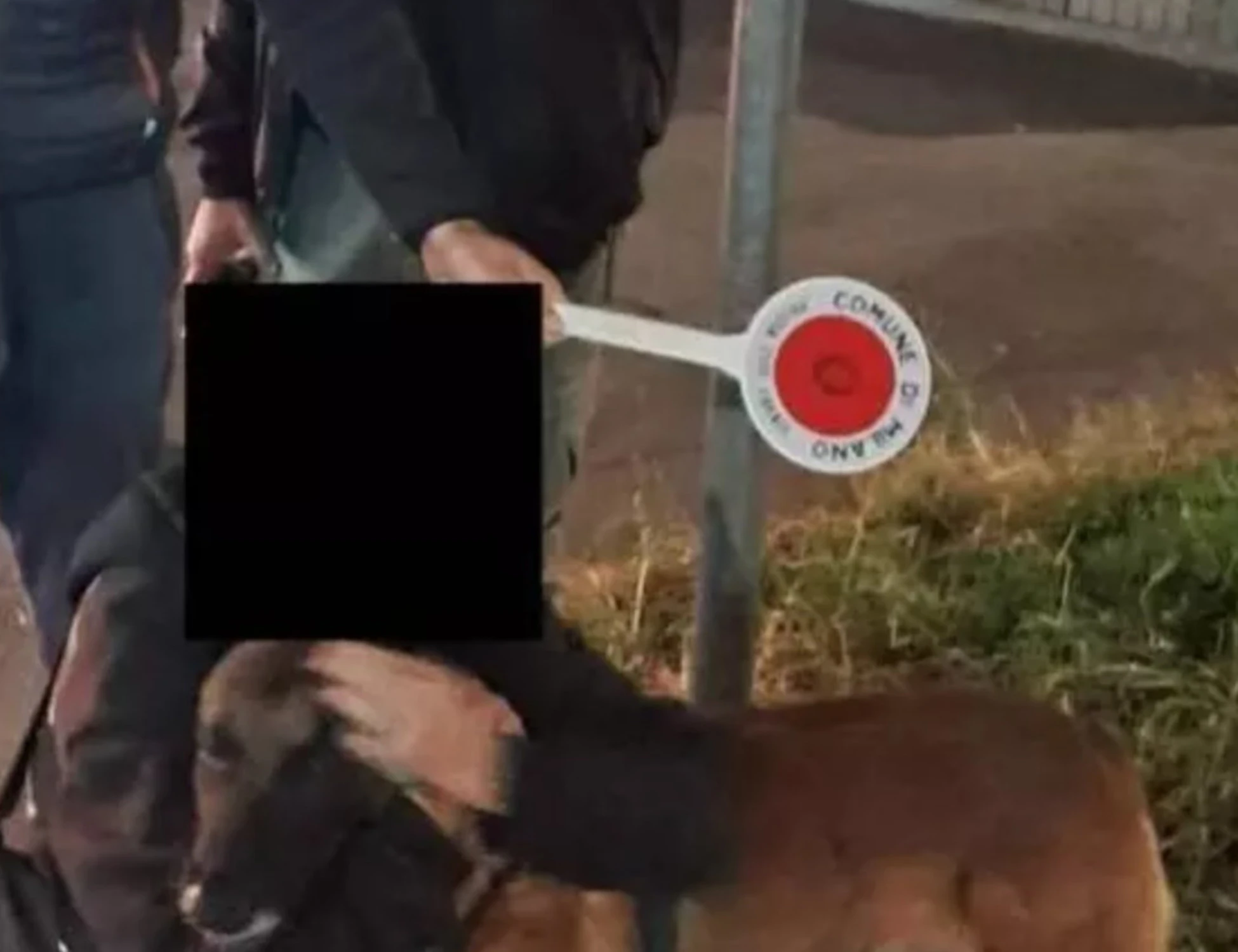 Milano, palestinese trova un cane? Orrore, lo tiene in ostaggio