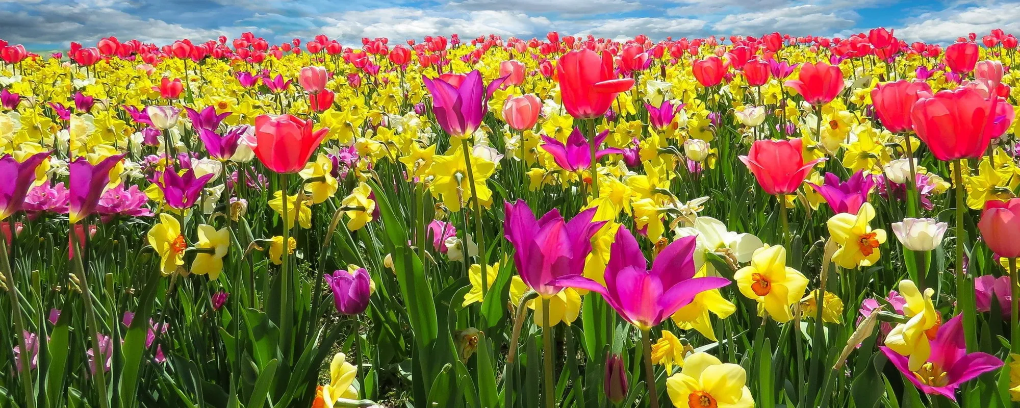 Che primavera sarà: temperature e pioggia, cosa svelano i modelli