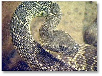 L'aumento della temperatura piace ai serpenti e ne influisce i comportamenti