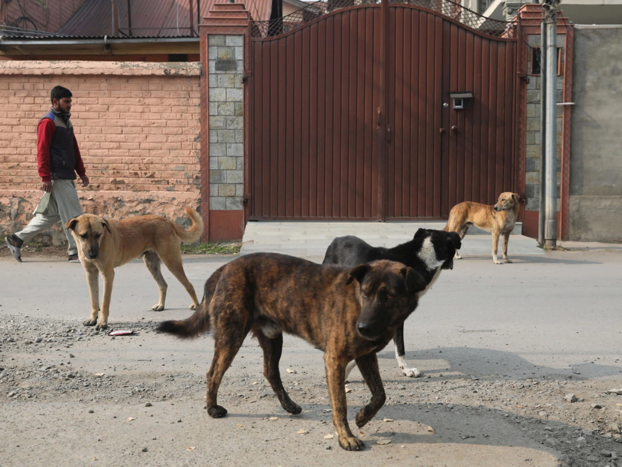 Bari, cane randagio azzanna bimba di 6 anni: come la ha ridotta