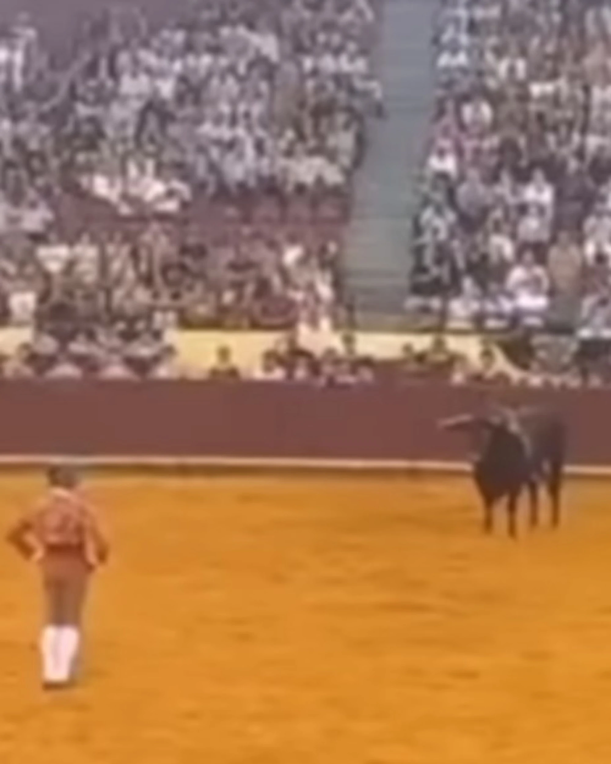 Corrida a Lisbona, torero incornato a morte: gli ambientalisti esultano