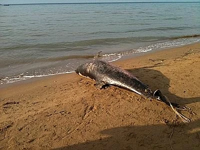 Spiaggiamenti di delfini 10 volte superiori alla media negli ultimi 25 anni