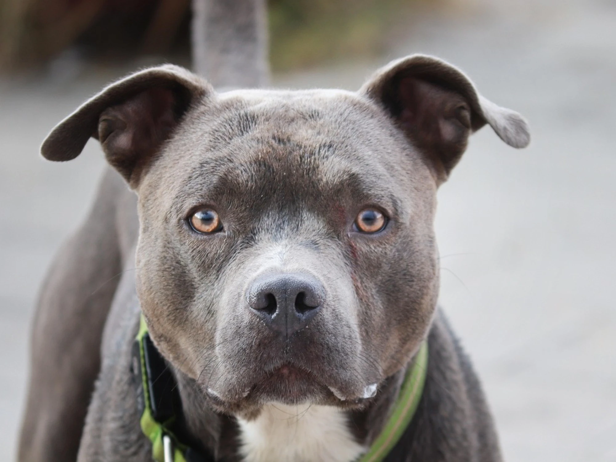 Aggredito da un pitbull: la moglie accoltella il cane, dramma a Roma