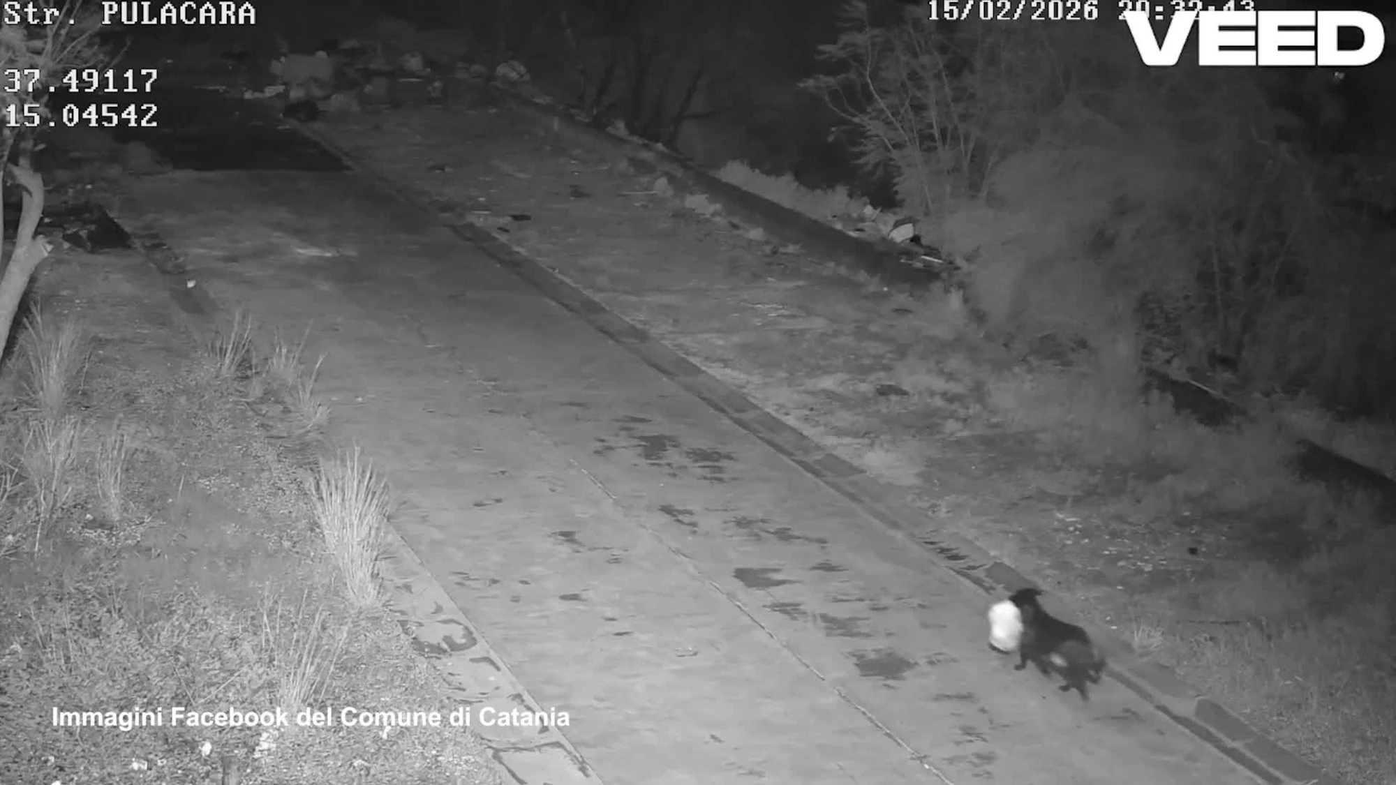 Cane addestrato a lasciare sacchetto rifiuti per eludere videosorveglianza a Catania