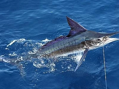 Allarme spadare nel Lazio, le reti illegali che distruggono l'ecosistema marino