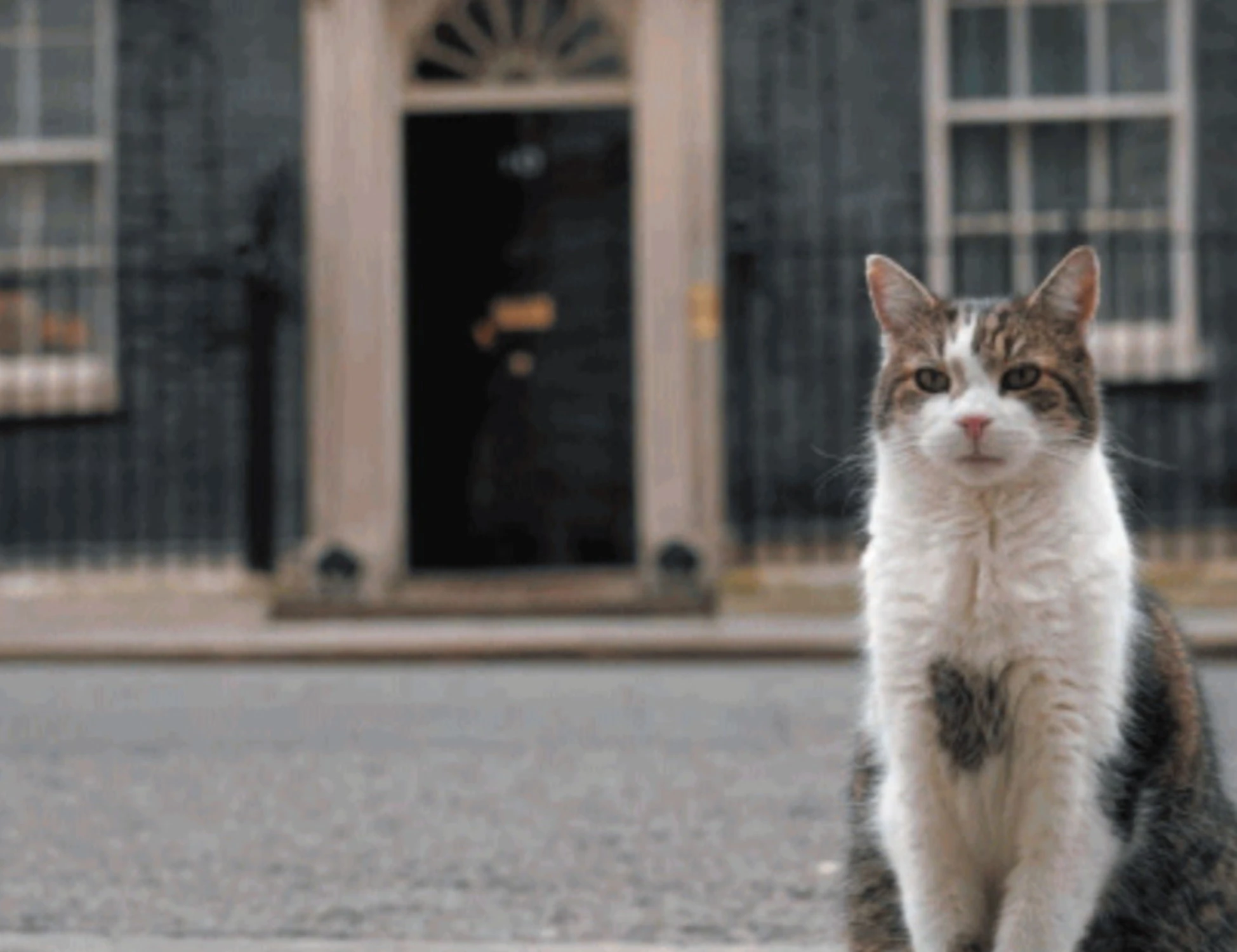 I gatti? Animali imperiali centro del potere inglese