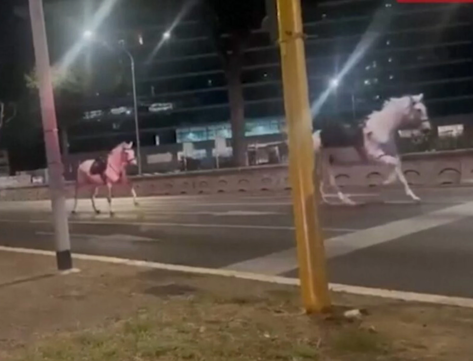 Cavalli in fuga a Roma, chi è indagato: nome clamoroso dalla Procura
